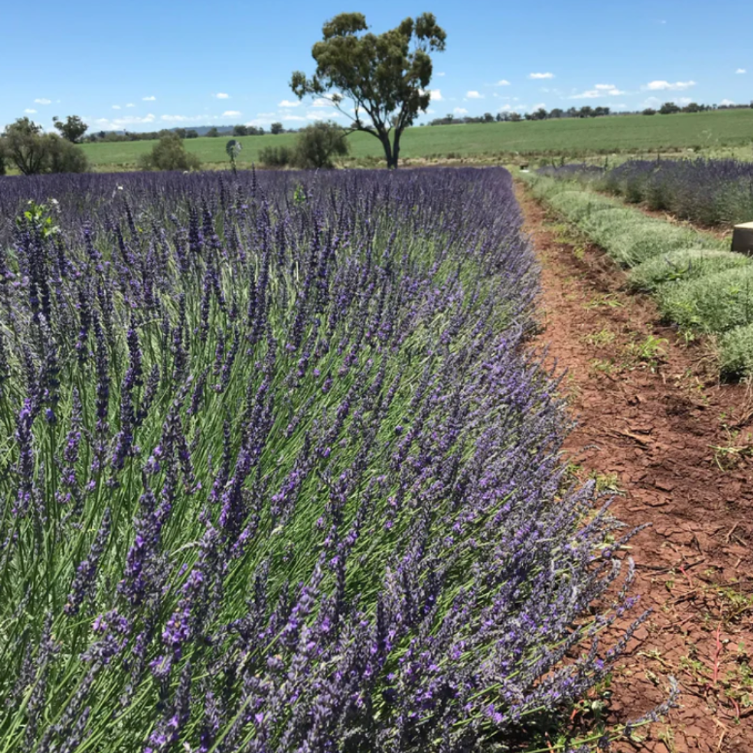 French Lavender Dried Brunch